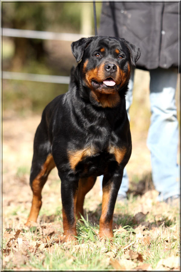 Rottweiler Deby du Rocher de Mutzig