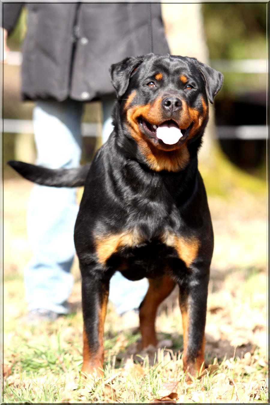 Rottweiler Deby du Rocher de Mutzig
