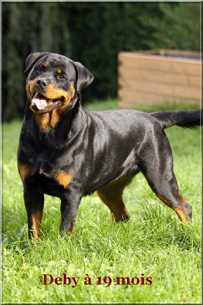 rottweiler deby du rocher de mutzig