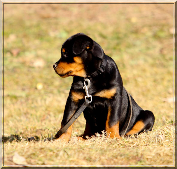 Rottweiler Deby du Rocher de Mutzig