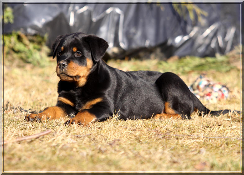 Rottweiler Deby du Rocher de Mutzig