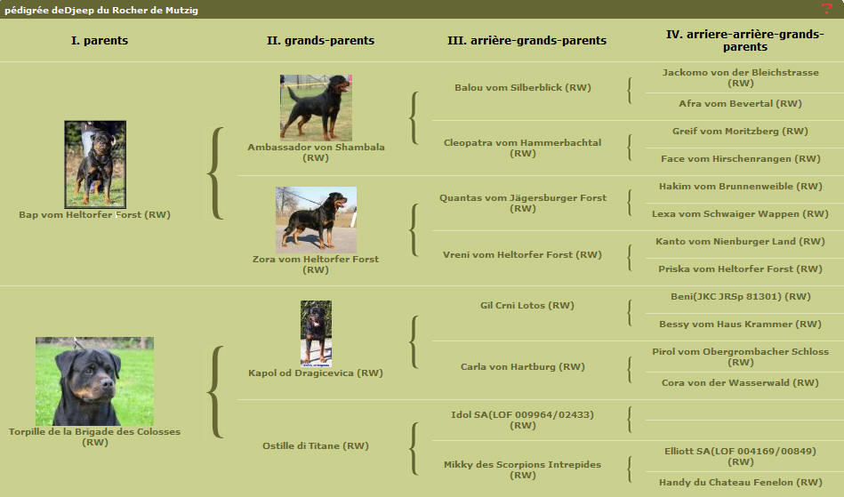 Pedigree Rottweiler Deby du Rocher de Mutzig