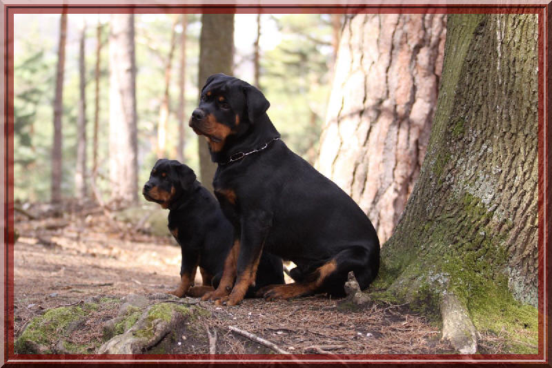 Rottweiler - Elevage du  Rocher de Mutzig