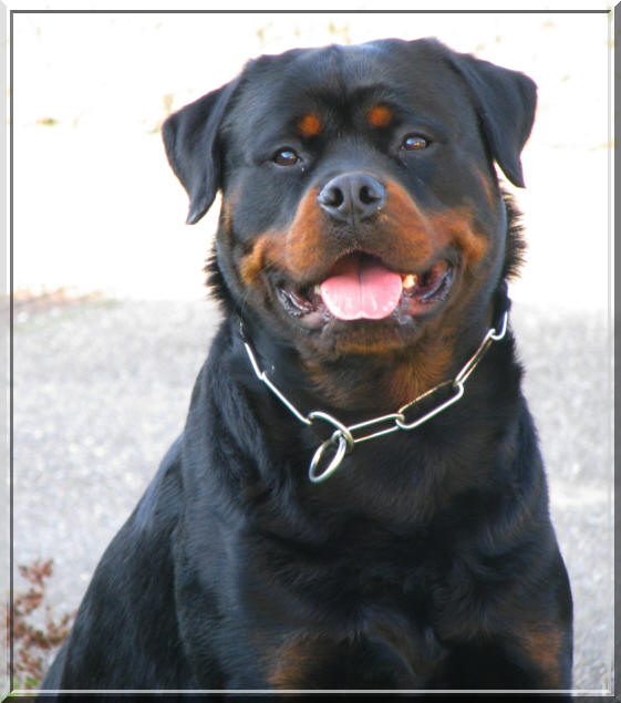 Rottweiler Dalton du rocher de mutzig