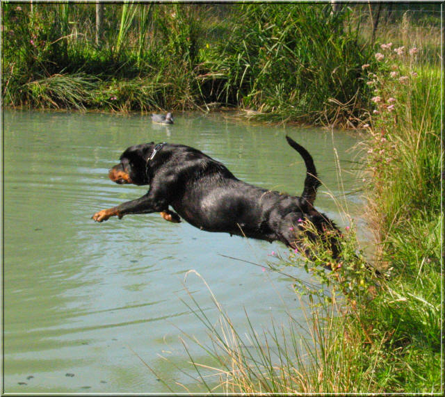 Elevage  Rottweiler du Rocher de Mutzig