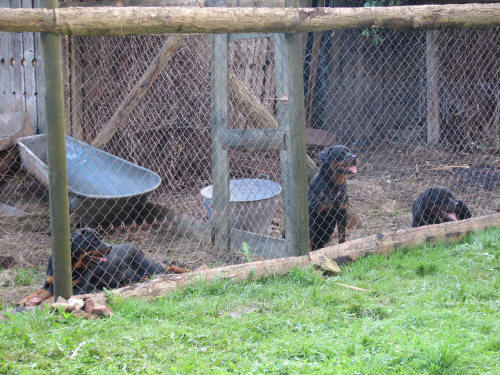 Elevage Rottweiler - Rocher de Mutzig 